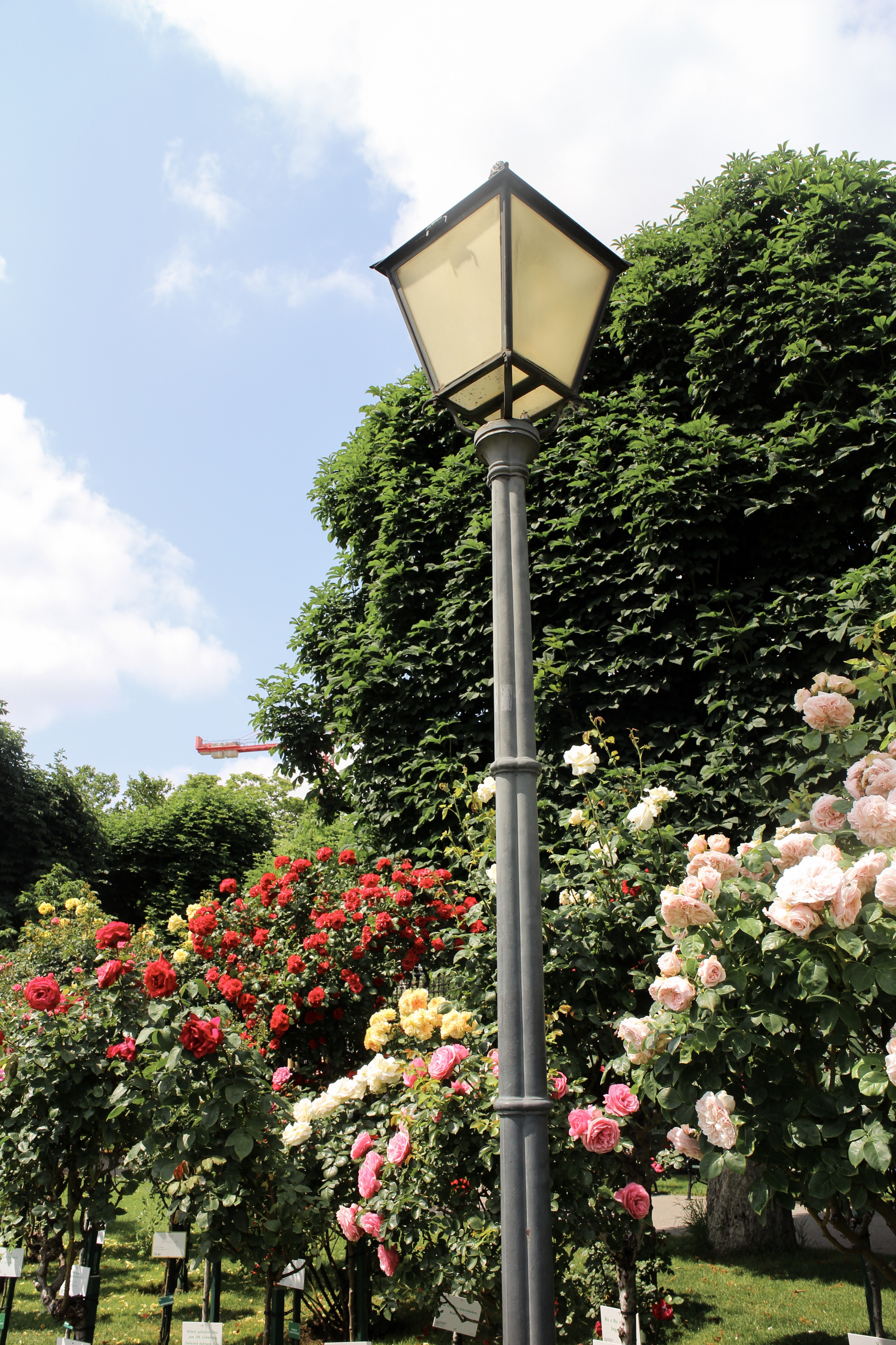 Three Perfect Days in Vienna: Volksgarten roses