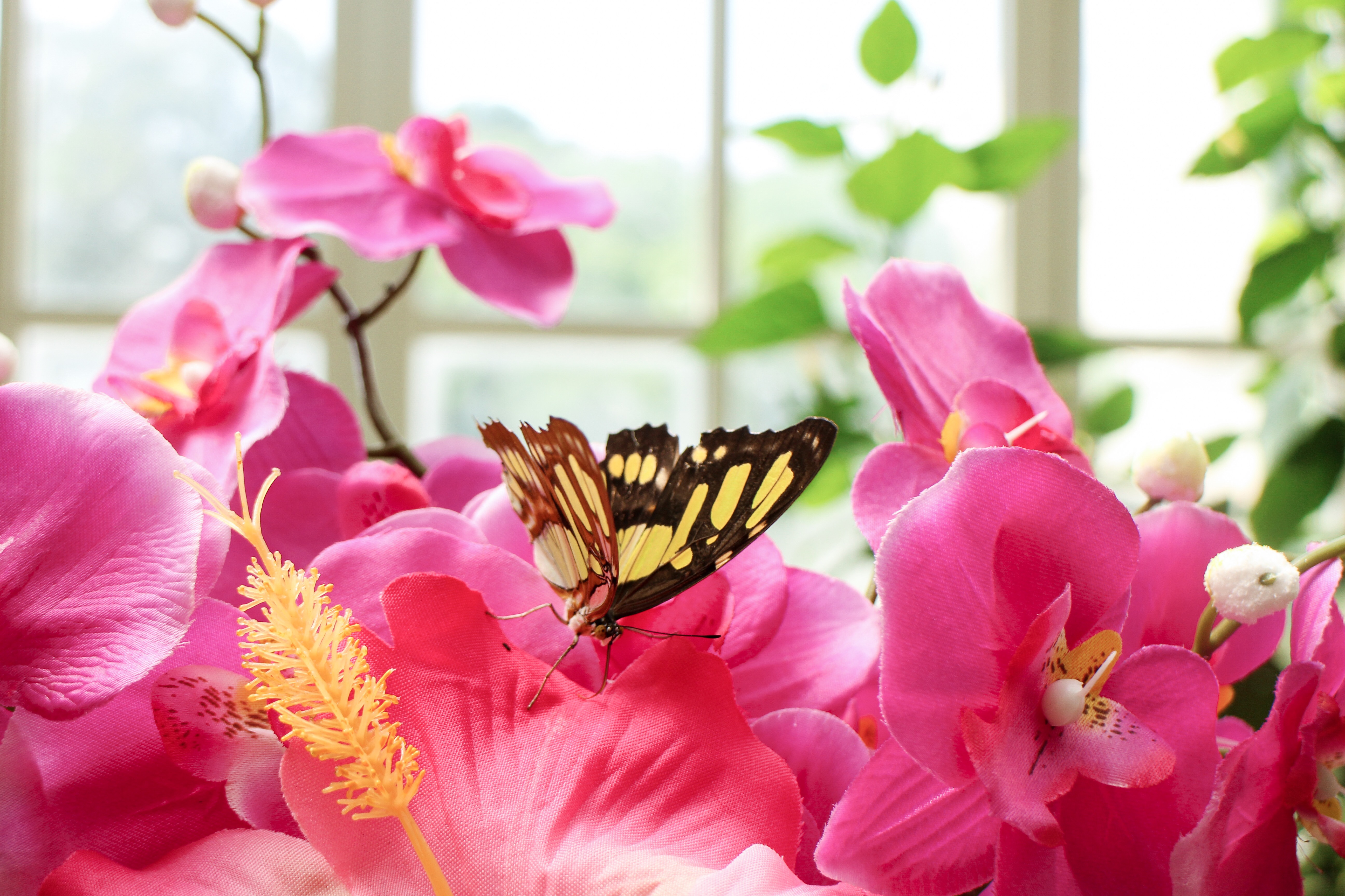 Three Perfect Days in Vienna: Butterfly house